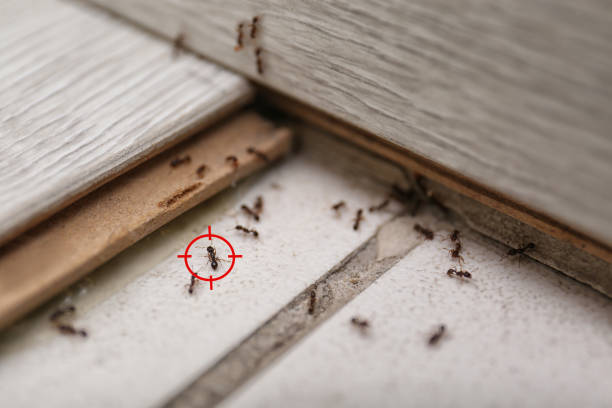 Best Insect Control  in South Fulton, TN