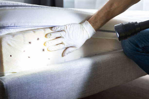 Best Pest Prevention Services  in South Fulton, TN